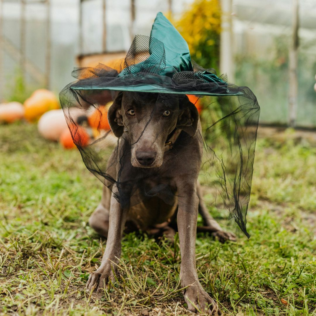 The Best Halloween Dog Costume Contests in Bergen County + Beyond The