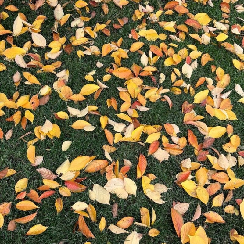 fall foliage bergen county nj