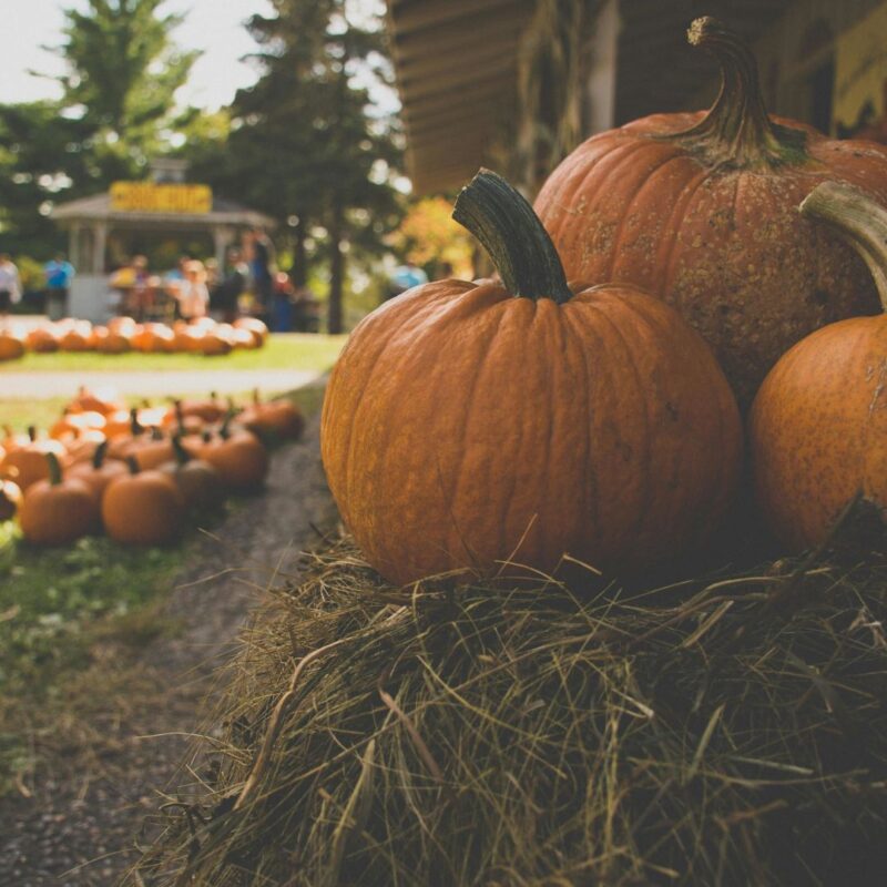 bergen county fall harvest festival ridgefield park nj 2025