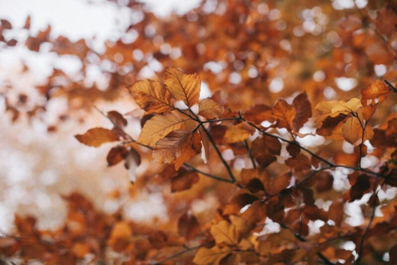 bergen fall foliage