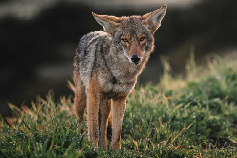 coyote attacks bergen county nj