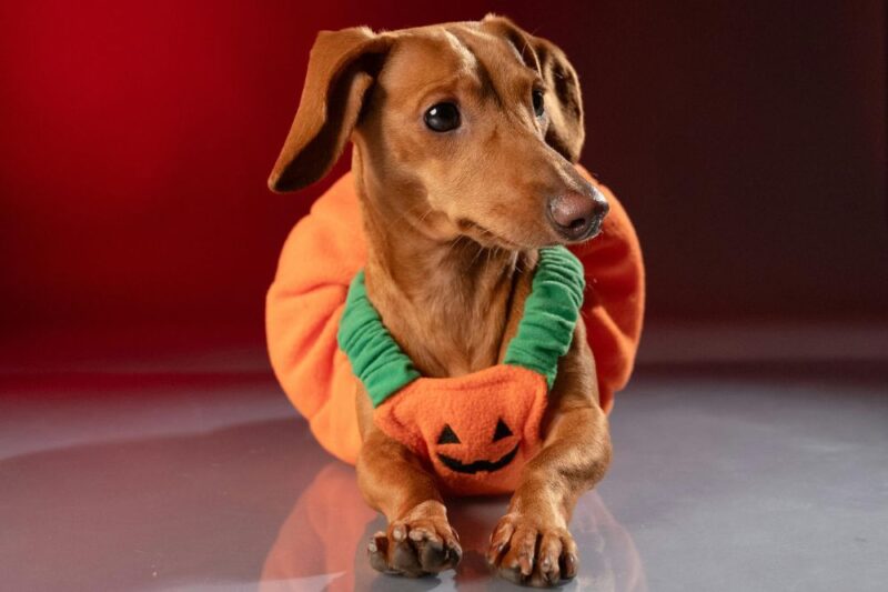halloween dog contest parades new jersey 2025