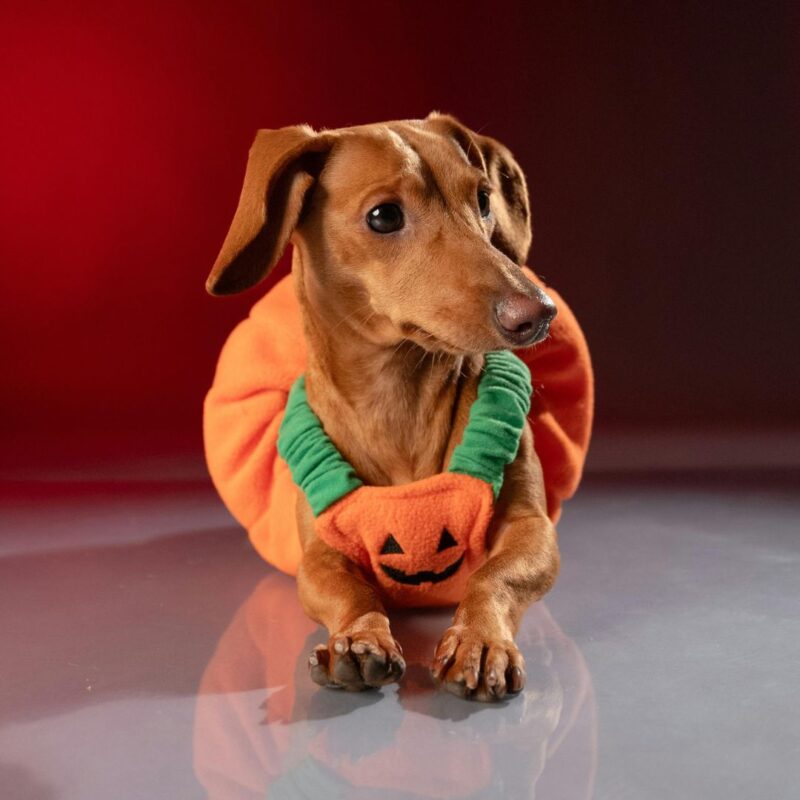 halloween dog contest parades new jersey 2025