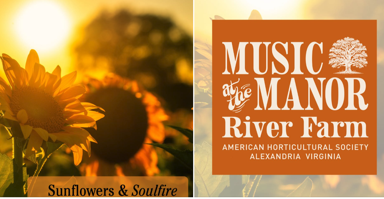 Sunflowers + Soulfire at River Farm in Alexandria
