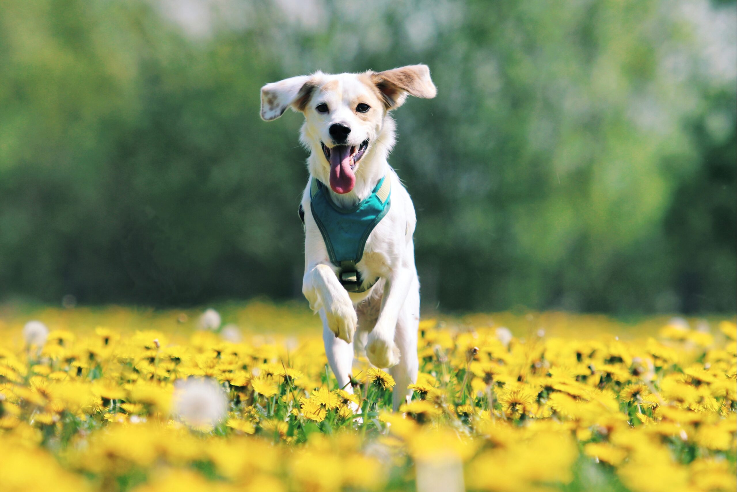 Strut Your Mutt 5K at Pender Veterinary Center in Fairfax