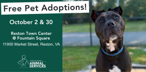 Fairfax County Dog Adoption Pop-Up at Reston Town Center