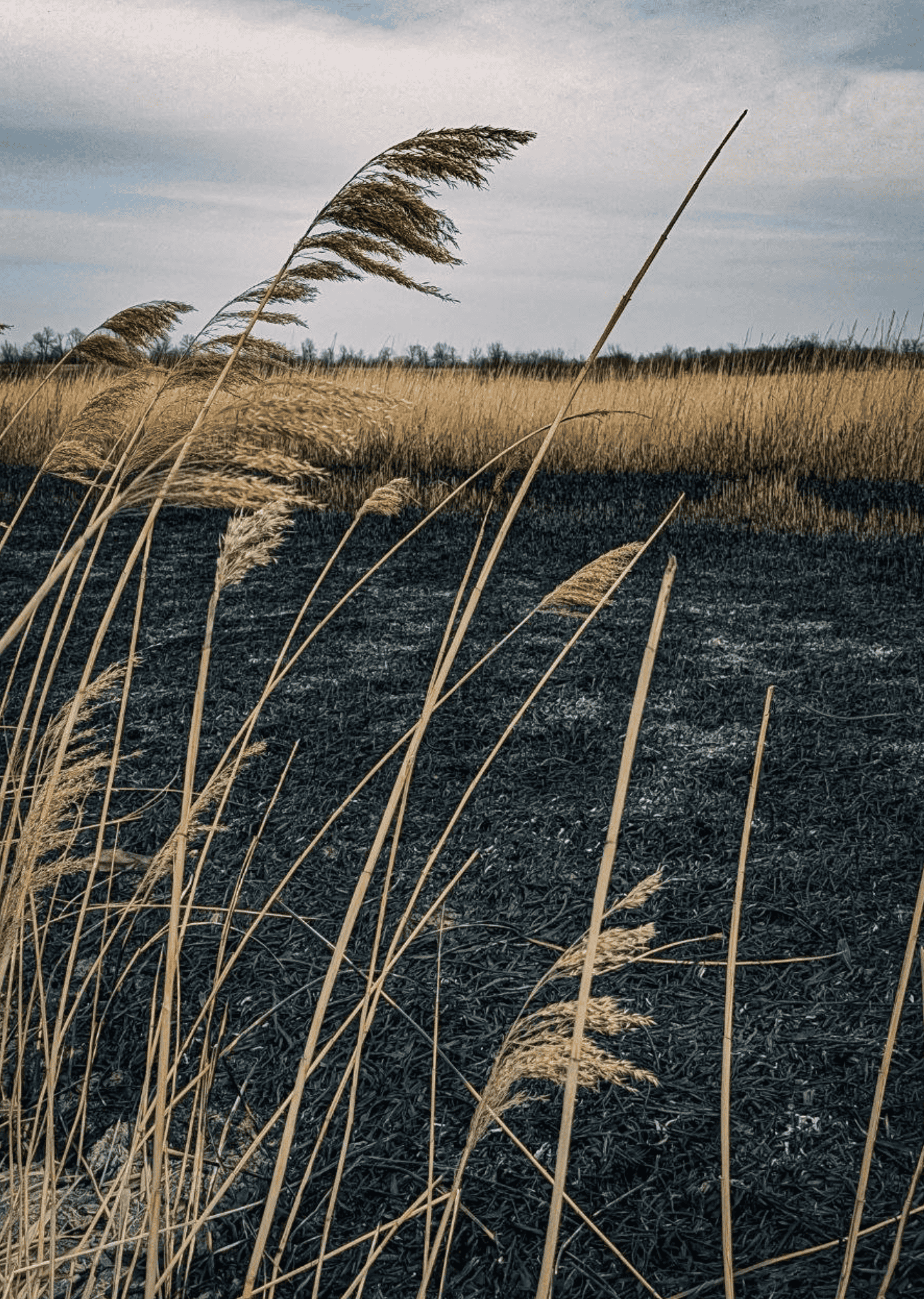NATURE IN DANGER: The Destruction Of Nature In Ukraine During The War
