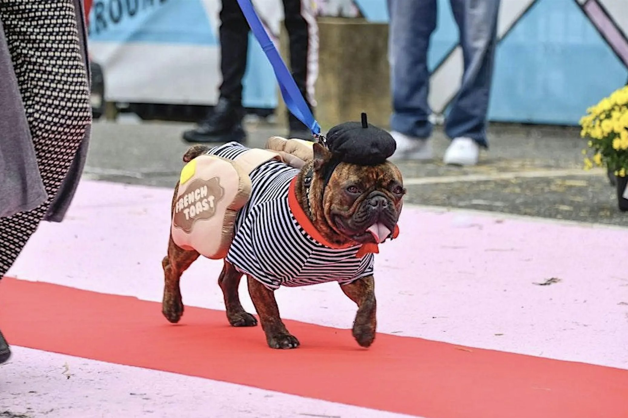 Howl-ween! Dog Costume Contest