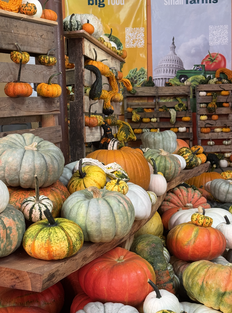 Great Local Pumpkin Patch