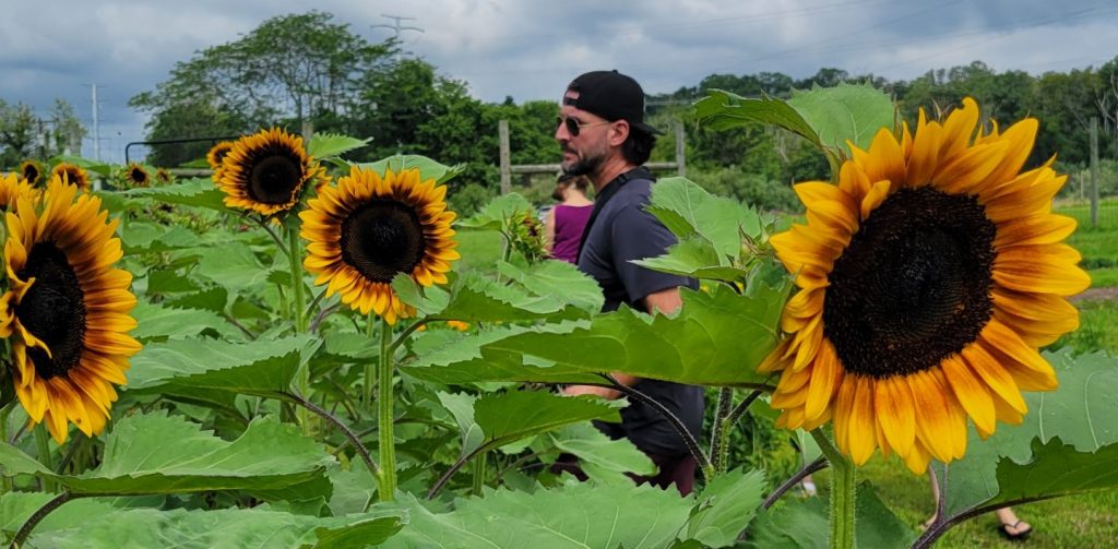 Lambertville Sunflower Festival