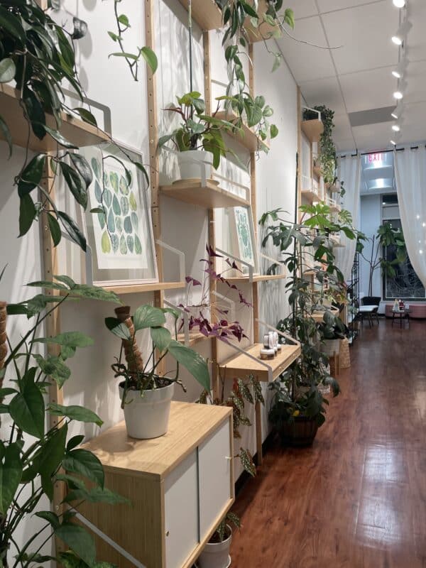 plants at ms annie's waxing studio