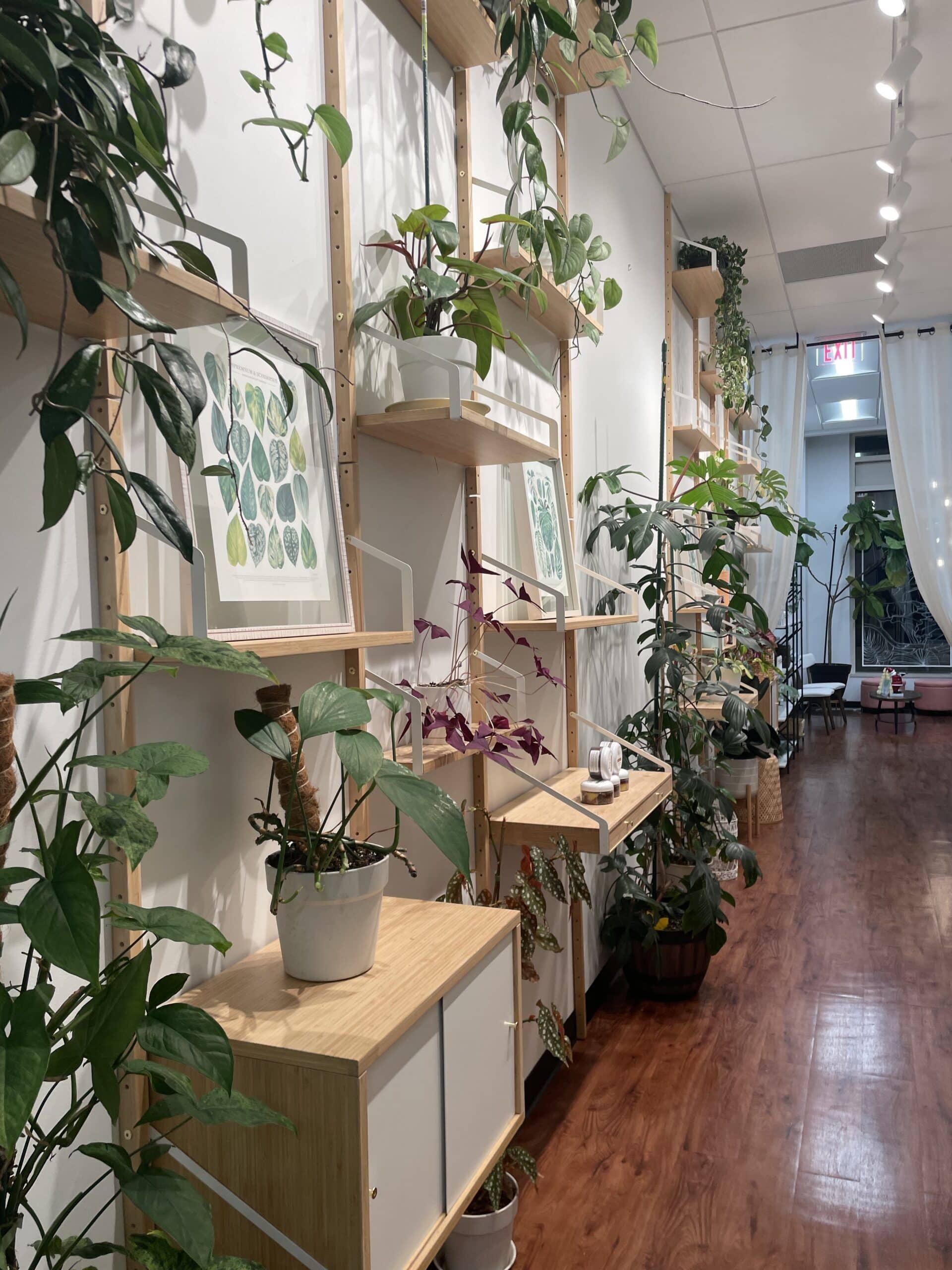 plants at ms annie's waxing studio