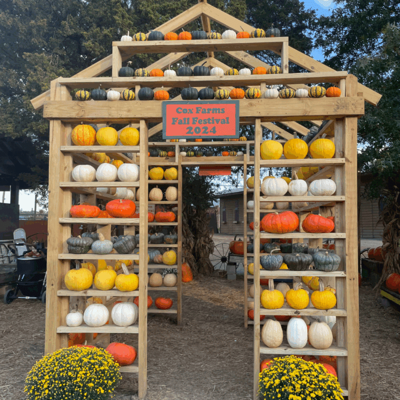 pumpkins on display at cox farms 