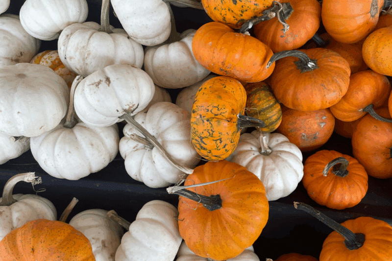 pumpkin patches northern virginia