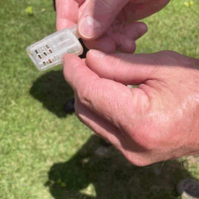 tagg timm shares a queen bee in a protective container