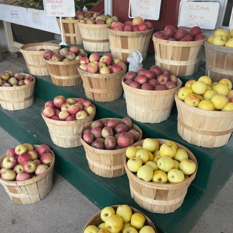 fall apples 