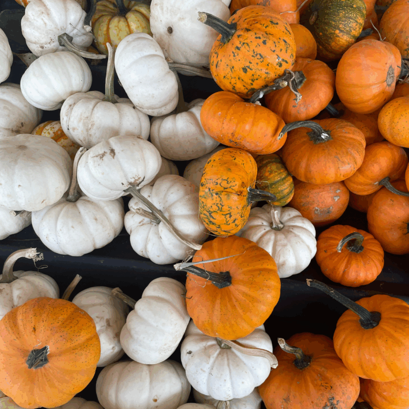 an array of fall pumpkins