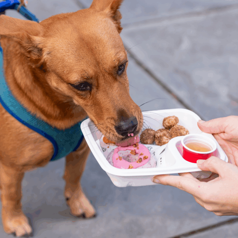 a dog enjoys a meal from the woofbowl truck 
