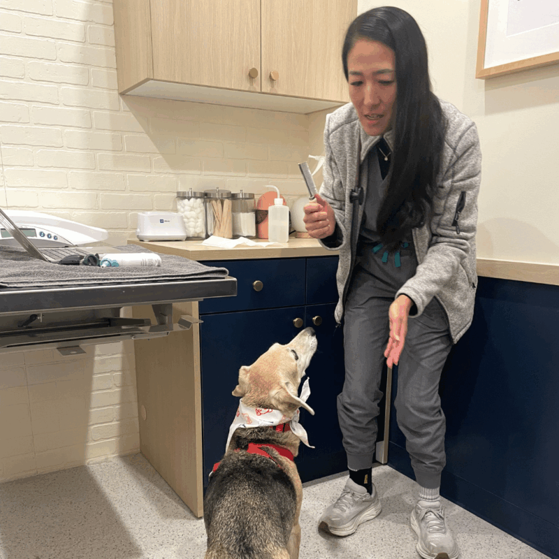 bond vet - fairfax 