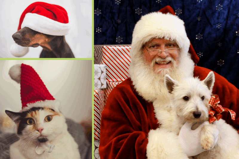 pet santa photos