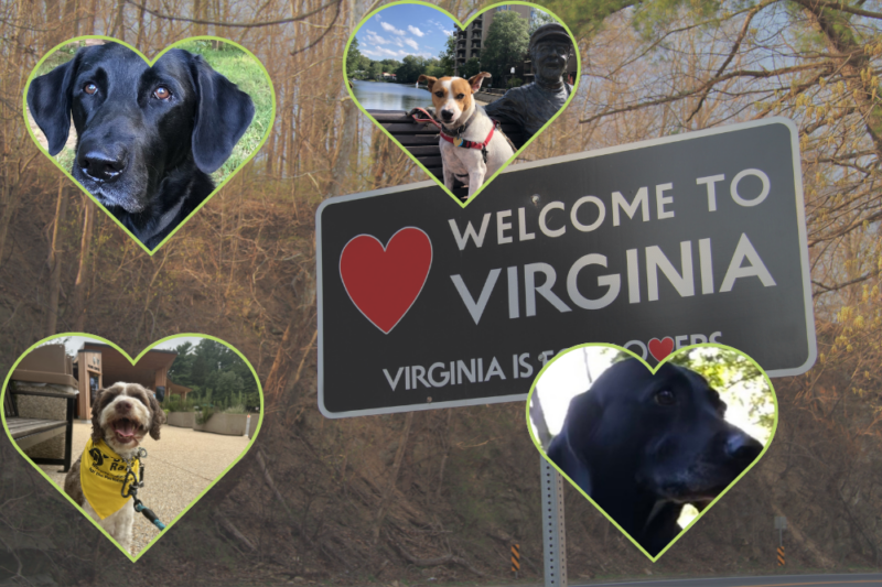 fairfax is for dog lovers