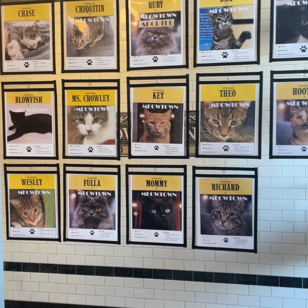 the stars of the show at meowtown