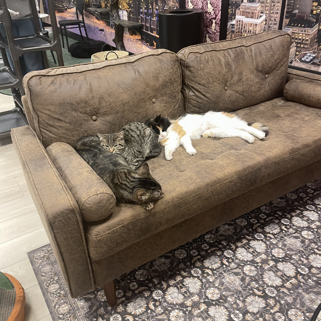 meowtown residents take a moment