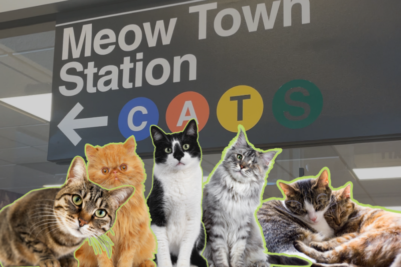 meow town mclean