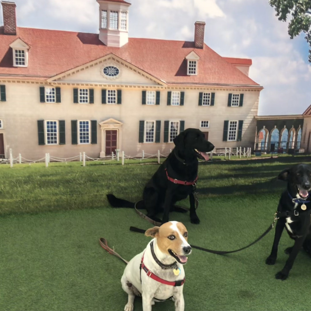 roving with rover dogs at mount vernon 