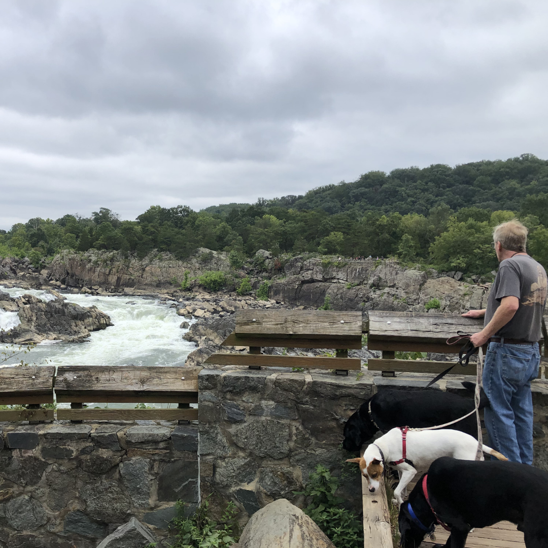 roving with rover dogs at great falls park 