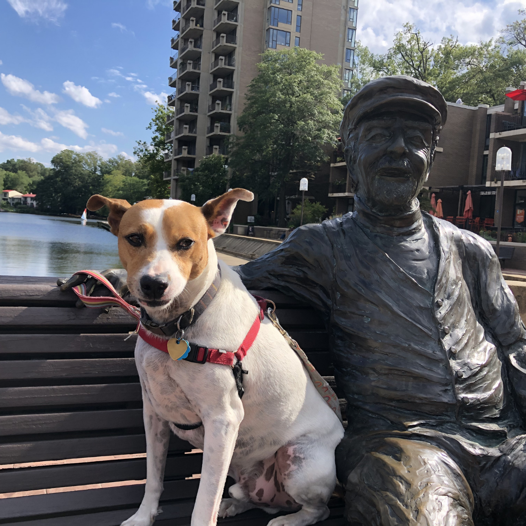 roving with rover at reston's lake anne