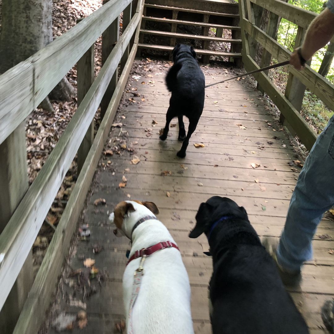 roving with rover - mason neck 