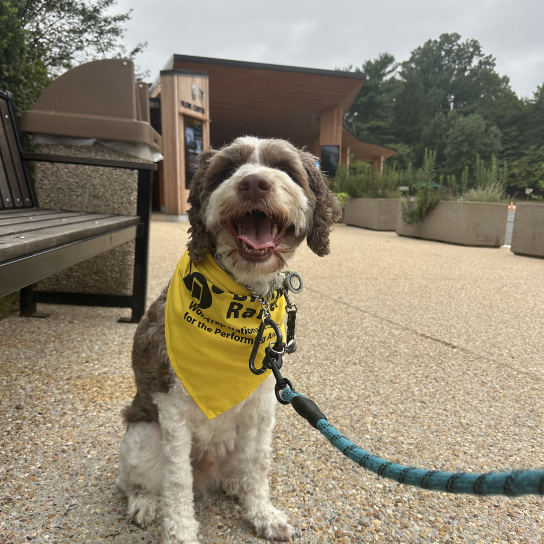 roving with rover - wolf trap 