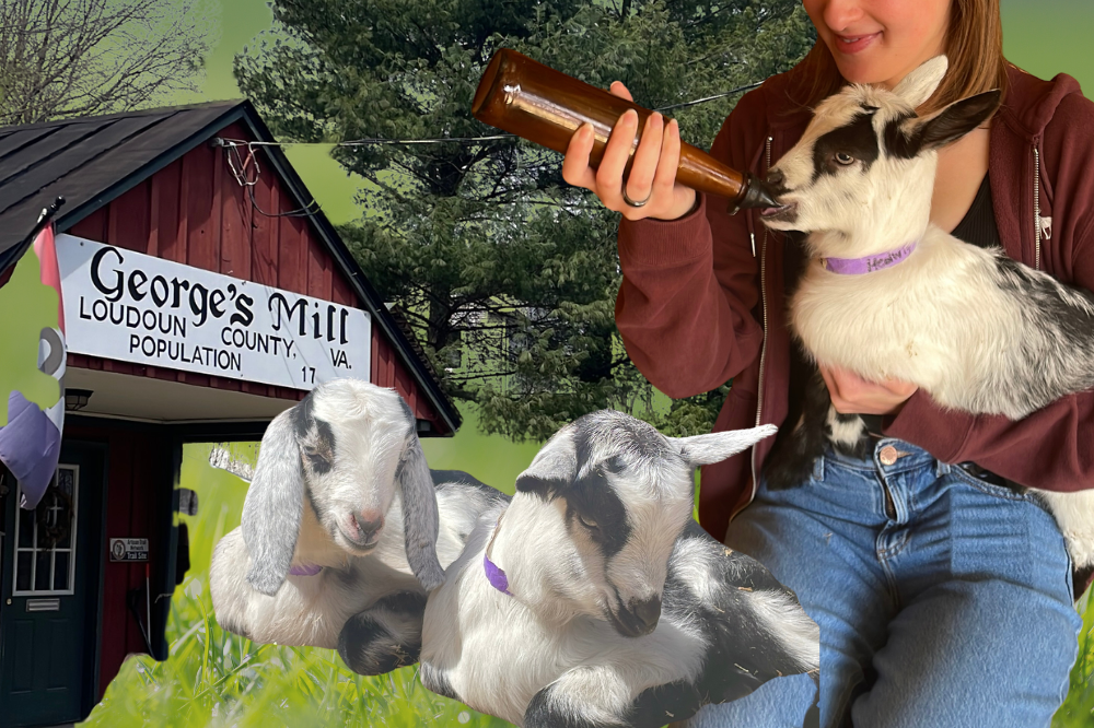 baby goats cuddles lovettsville va 