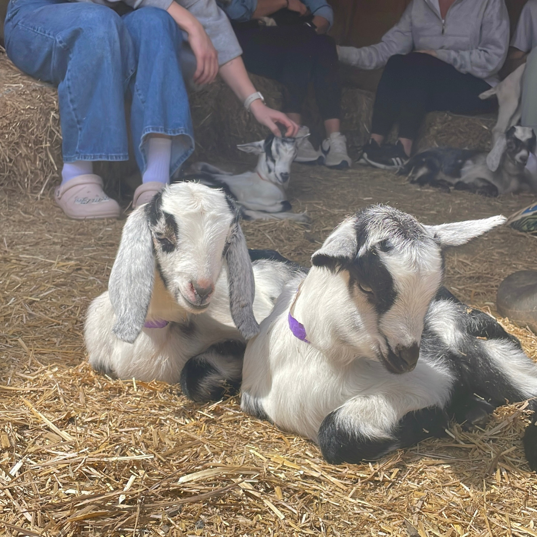 baby goats at george's mill farm in lovettsville