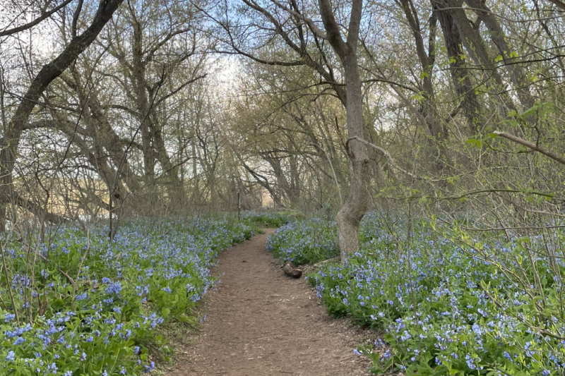 riverbend park bluebells