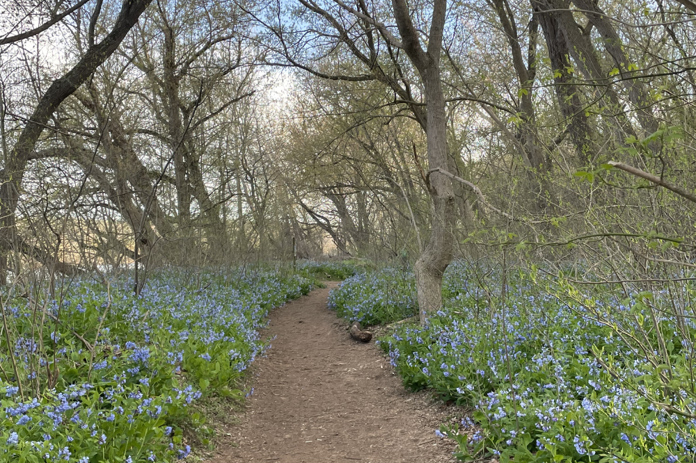 riverbend park bluebells