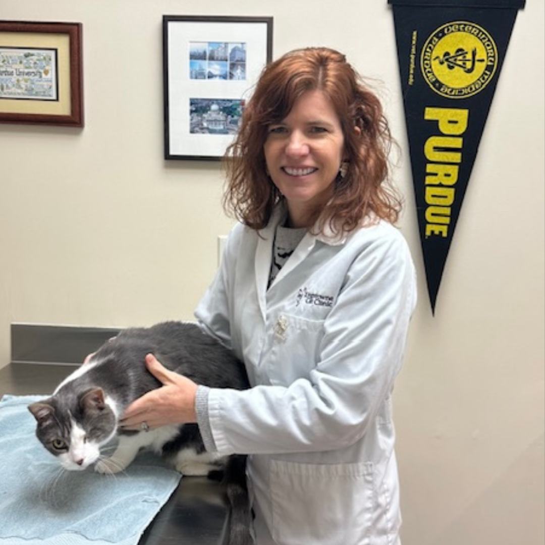 dr laura kingstown cats