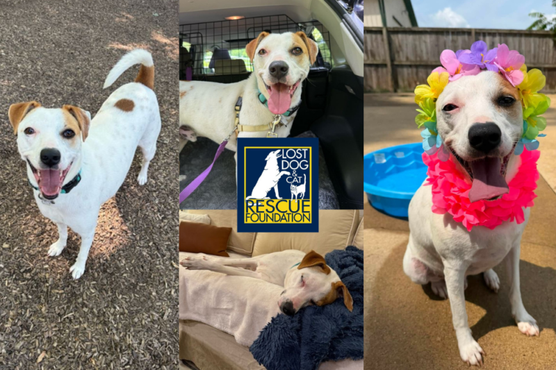 adoptable harry