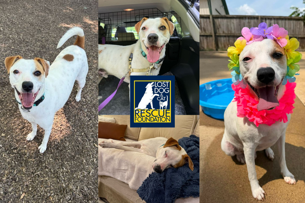 adoptable harry
