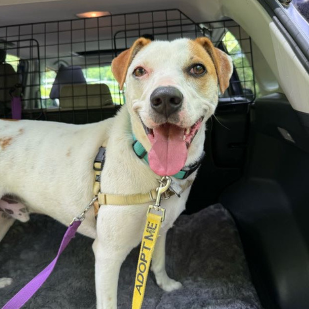 adoptable harry 1