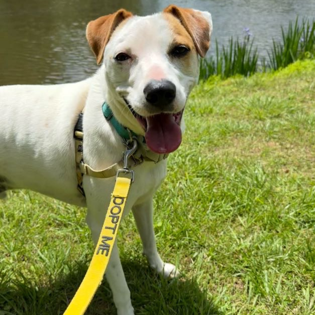 adoptable harry 2