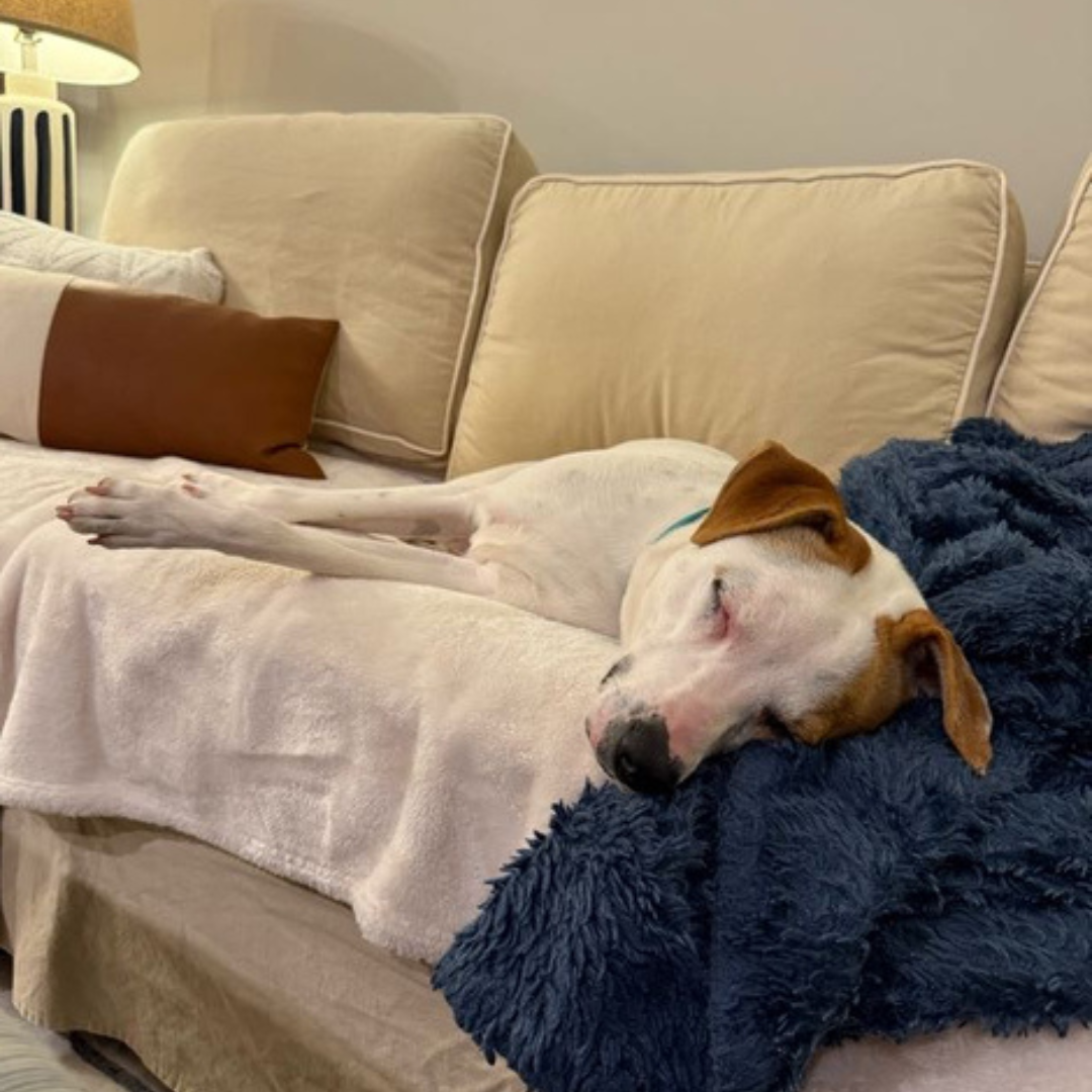 adoptable harry 3