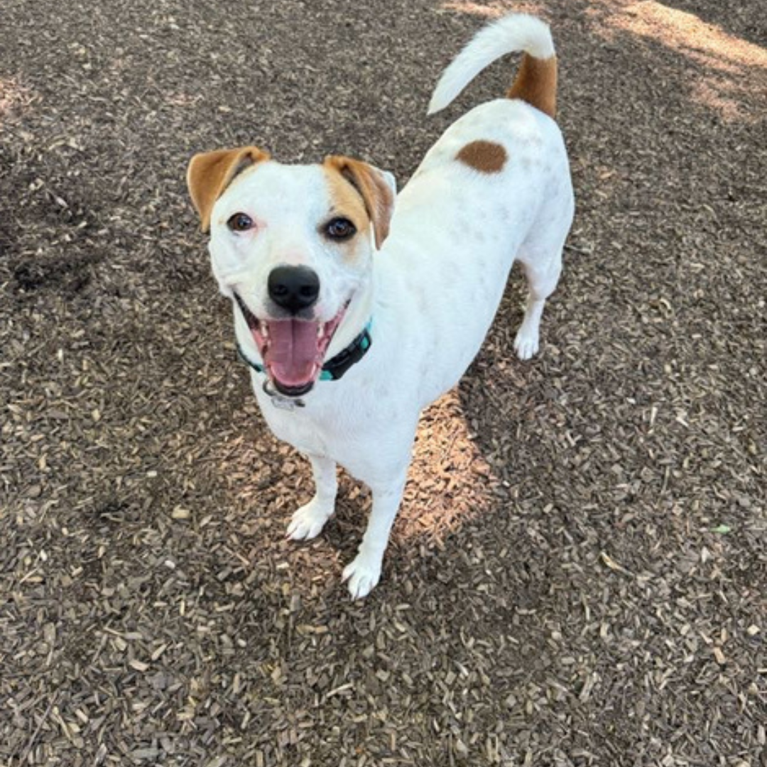 adoptable harry 4