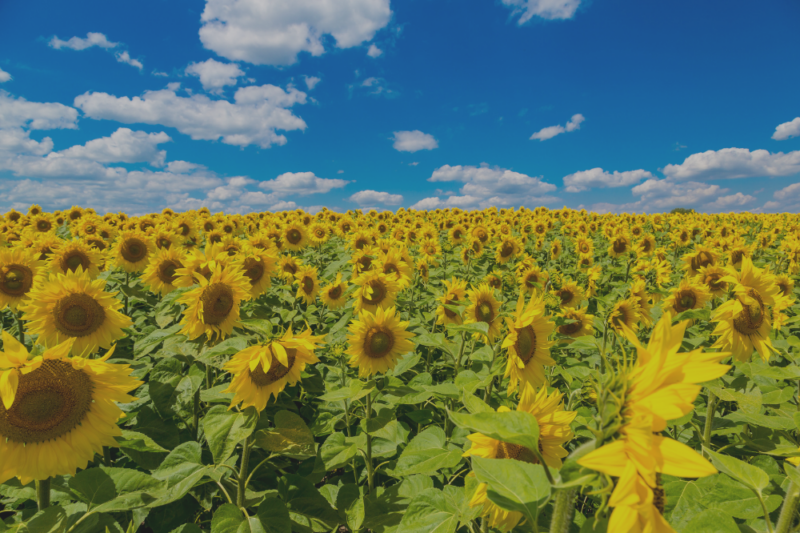 sunflower farms in northern virginia