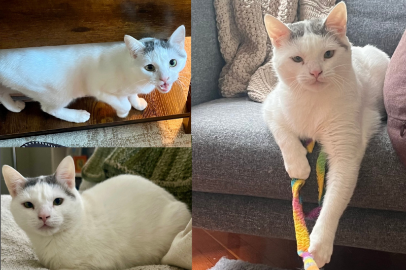adoptable mama darcy