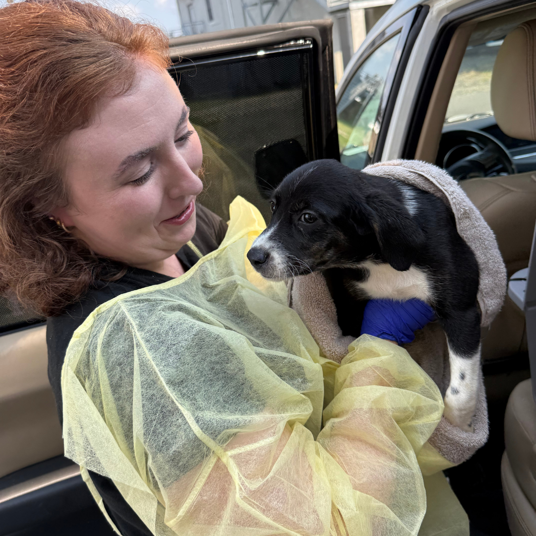 lost dog annivesrary 2