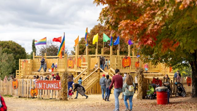 COX FARMS FALL FESTIVAL