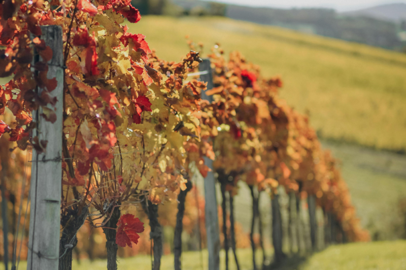 fall vineyards northern virginia