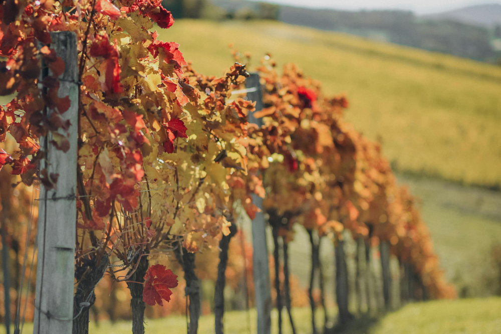 fall vineyards northern virginia
